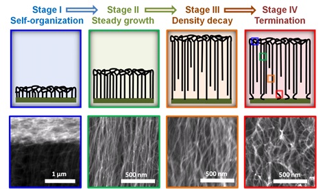 Collective Mechanism for the Evolution and Self-Termination of Vertically Aligned Carbon Nanotube Growth Copy