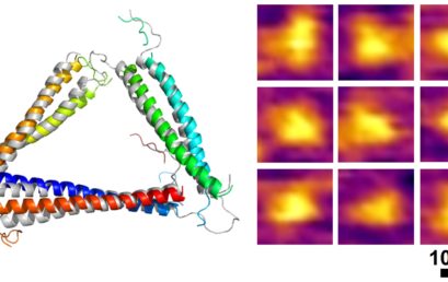 Modular assembly of a protein nanotriangle using orthogonally interacting coiled coils
